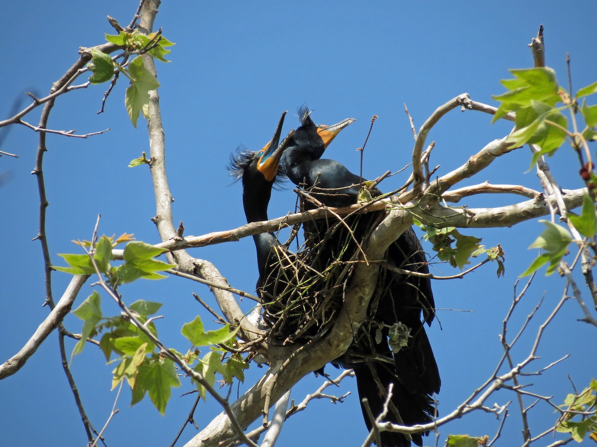 Double-crested Cormorant - ML221025341