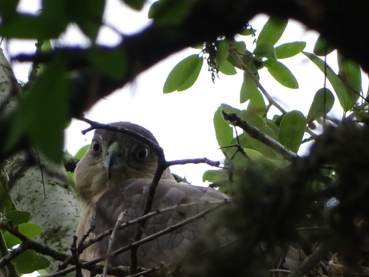 Cooper's Hawk - ML221026601