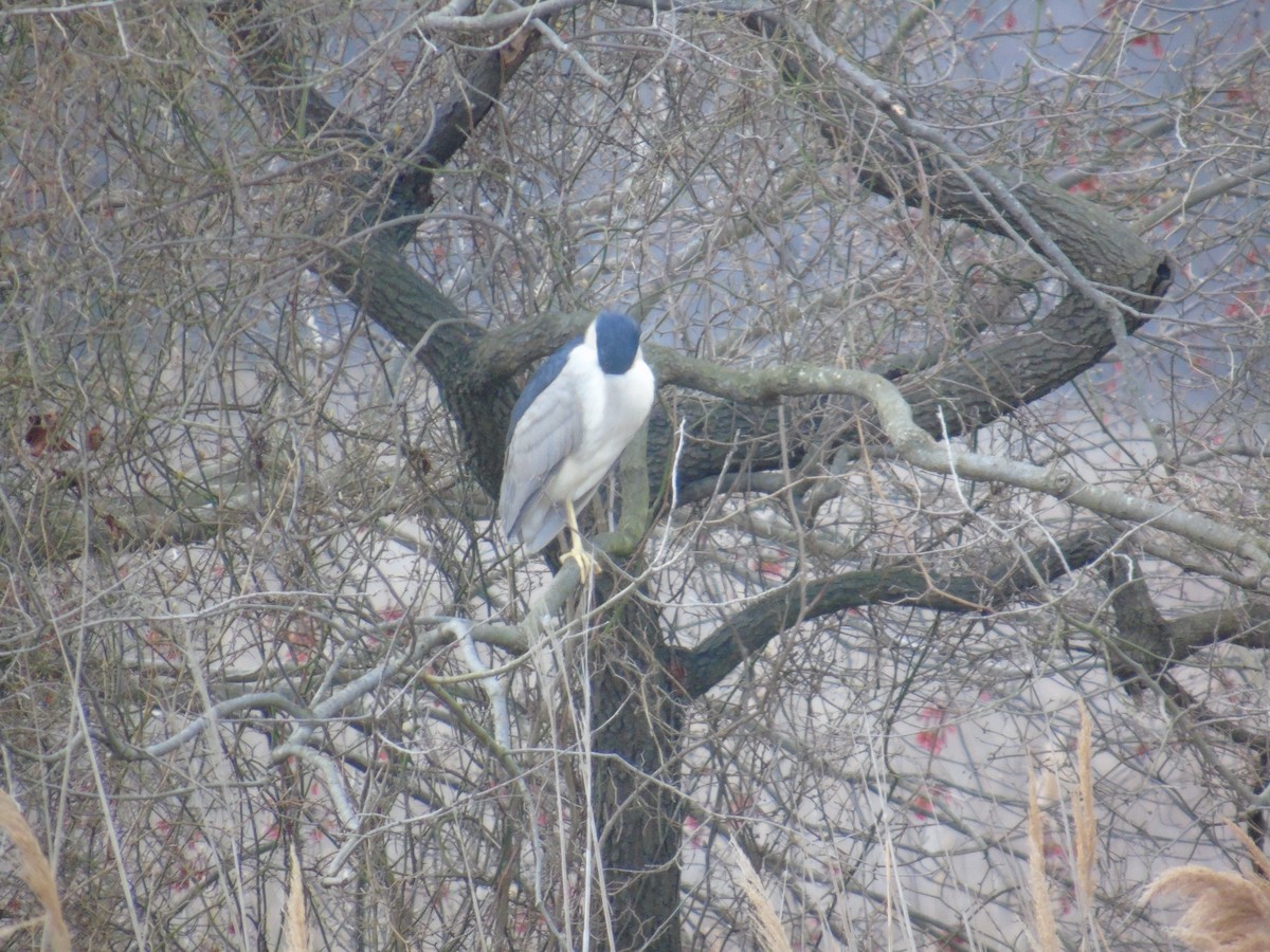 Black-crowned Night Heron - ML221027011