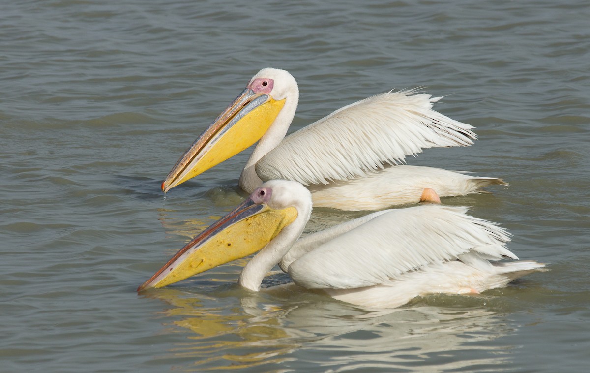 pelikán bílý - ML221027251