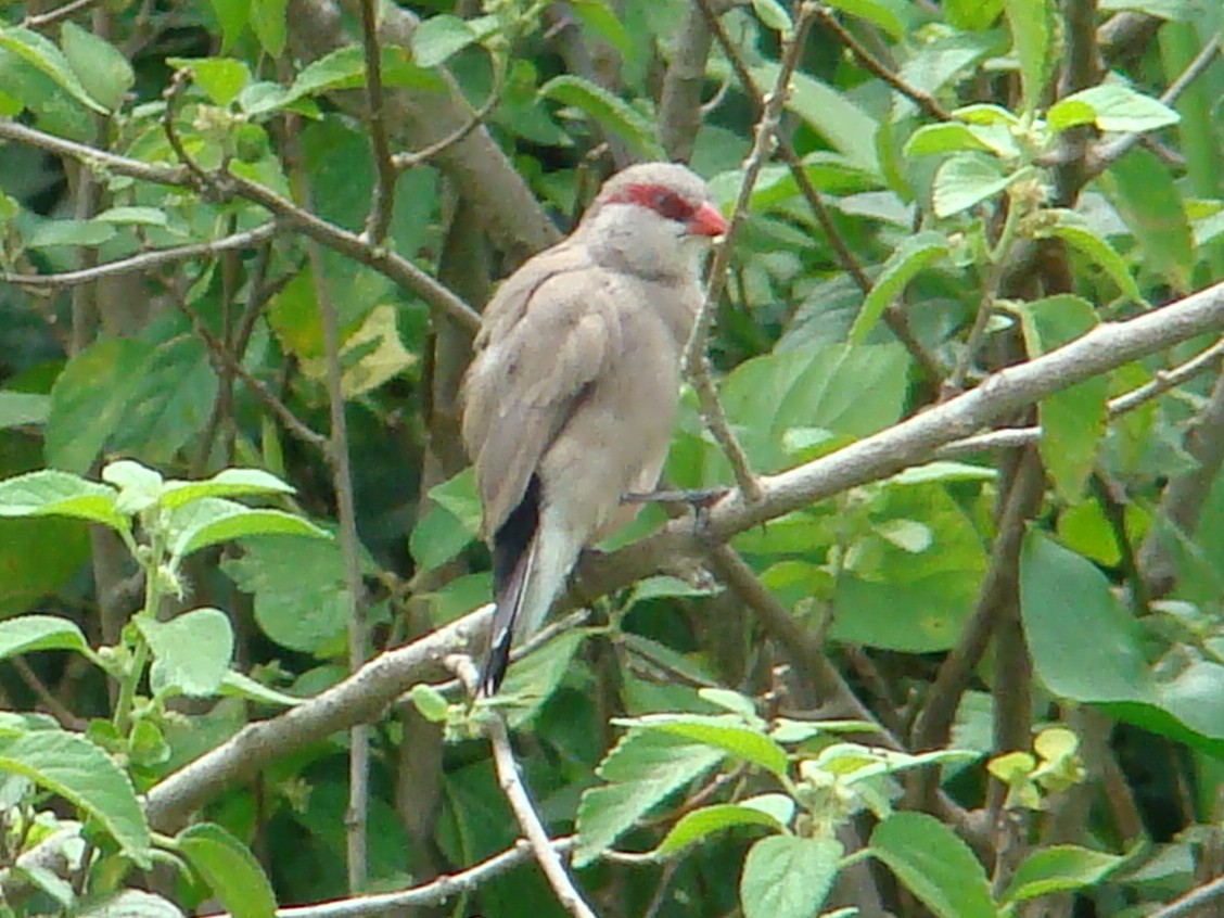 Black-rumped Waxbill - ML221034341