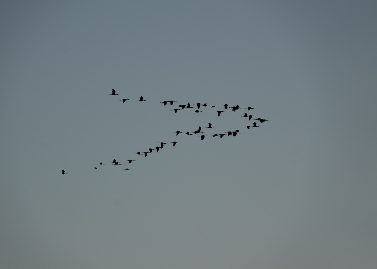 White-faced Ibis - ML221035671