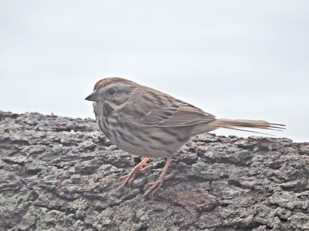 Song Sparrow - ML221035831