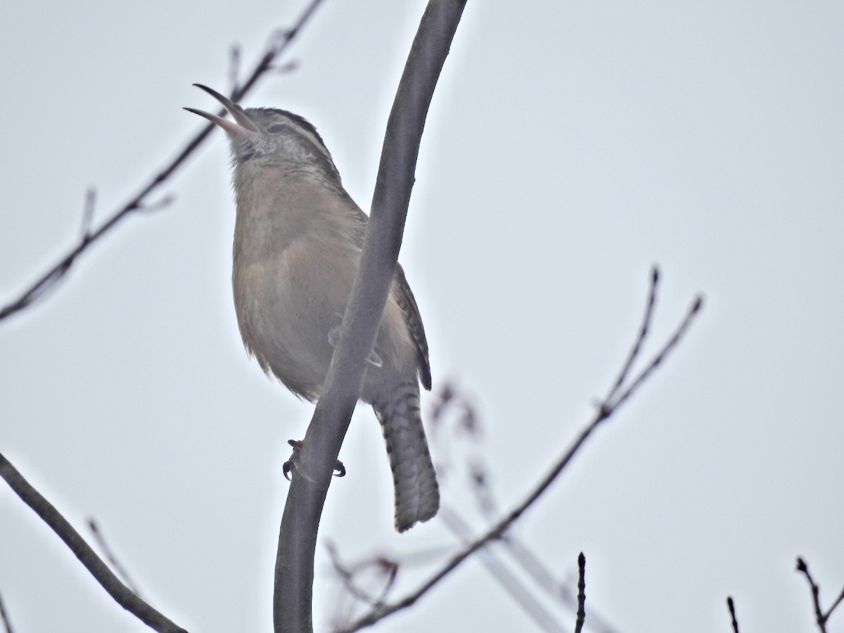 Carolina Wren - ML221036331