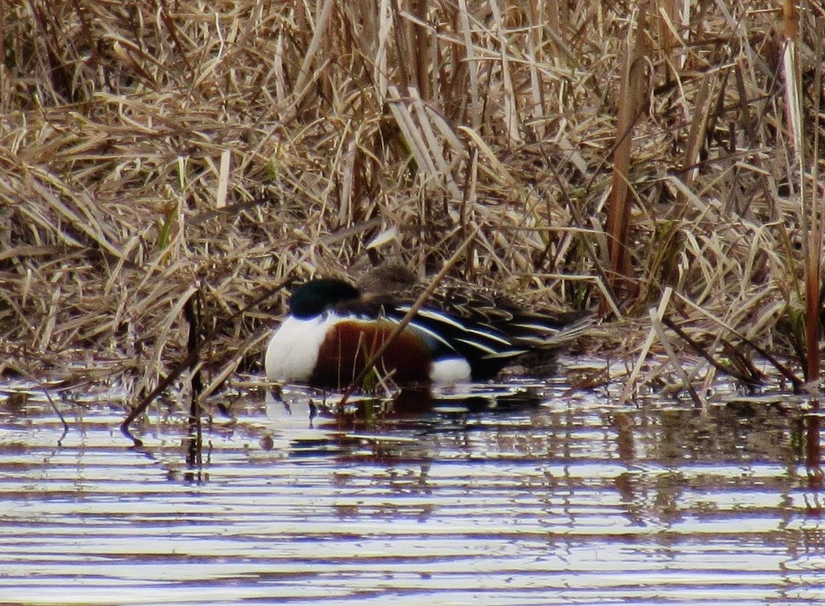 Northern Shoveler - Elaine Poulin