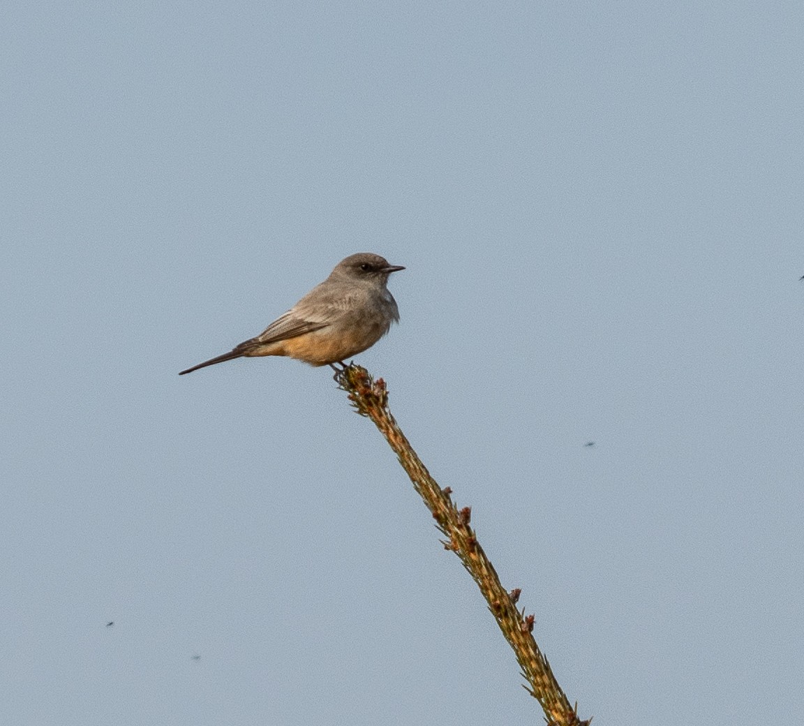 Say's Phoebe - ML221038861