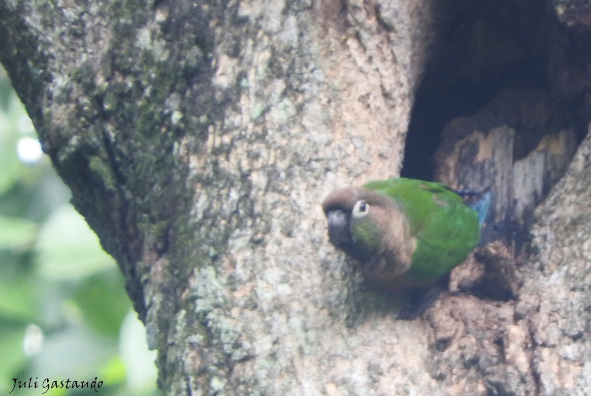 Green-cheeked Parakeet - ML221039041