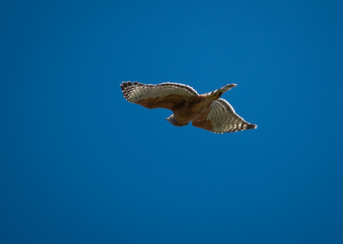 Red-shouldered Hawk - Forest Tomlinson