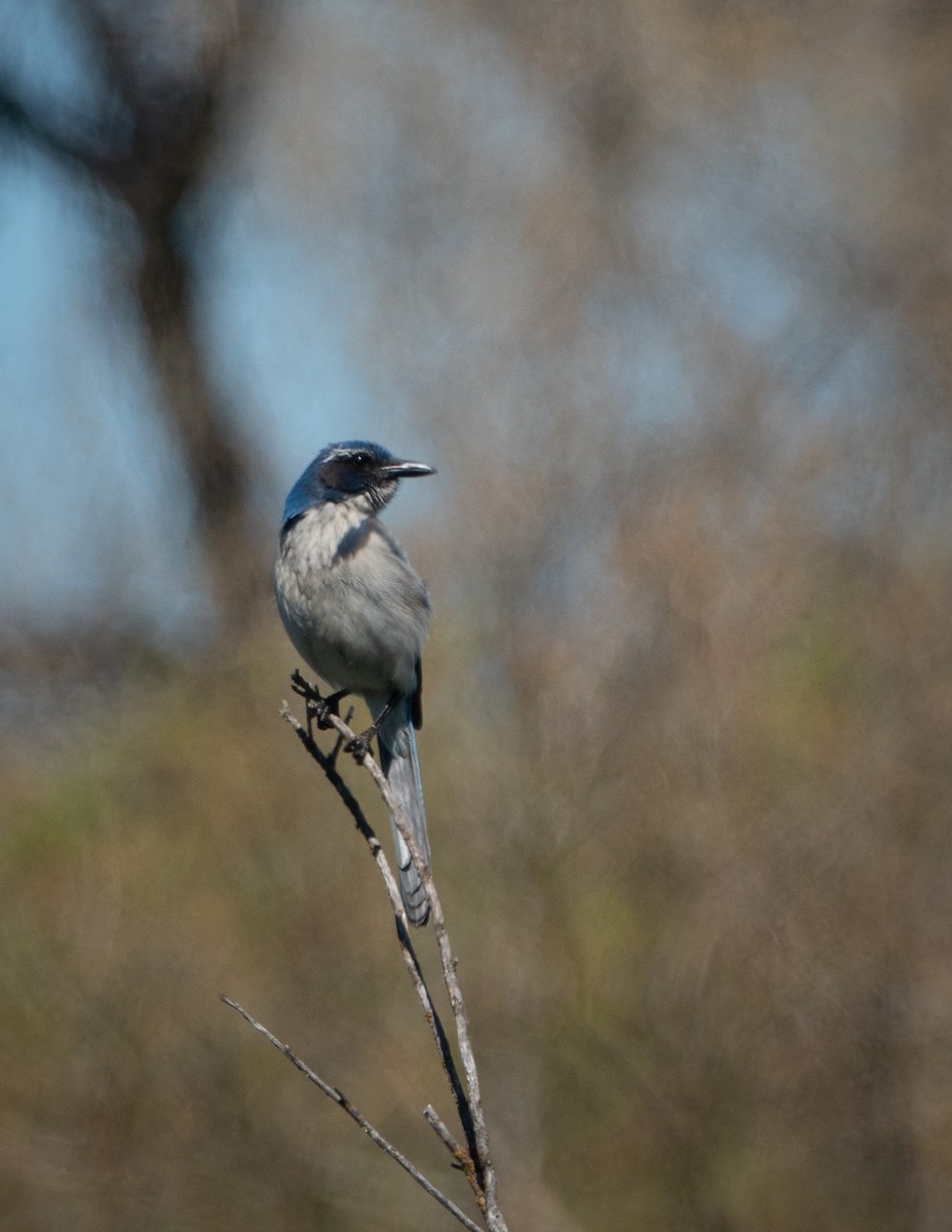 California Scrub-Jay - ML221039131