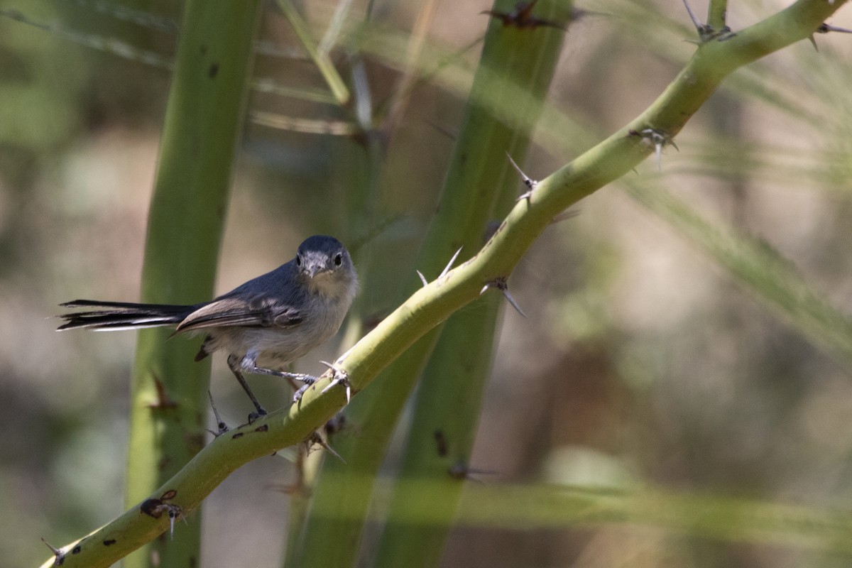 Blue-gray Gnatcatcher - L. Ernesto Perez Montes (The Mexican Violetear 🦉)