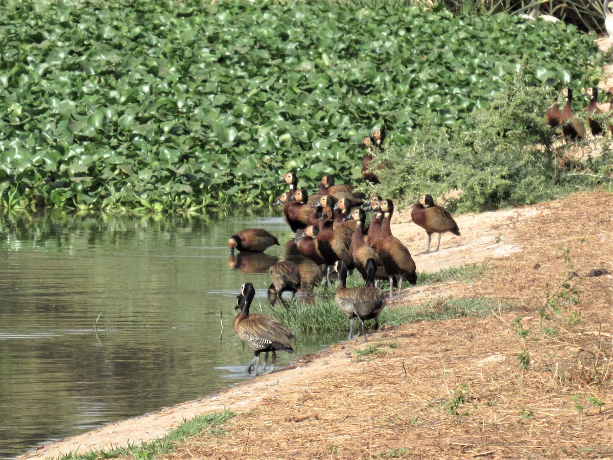 White-faced Whistling-Duck - ML221039801