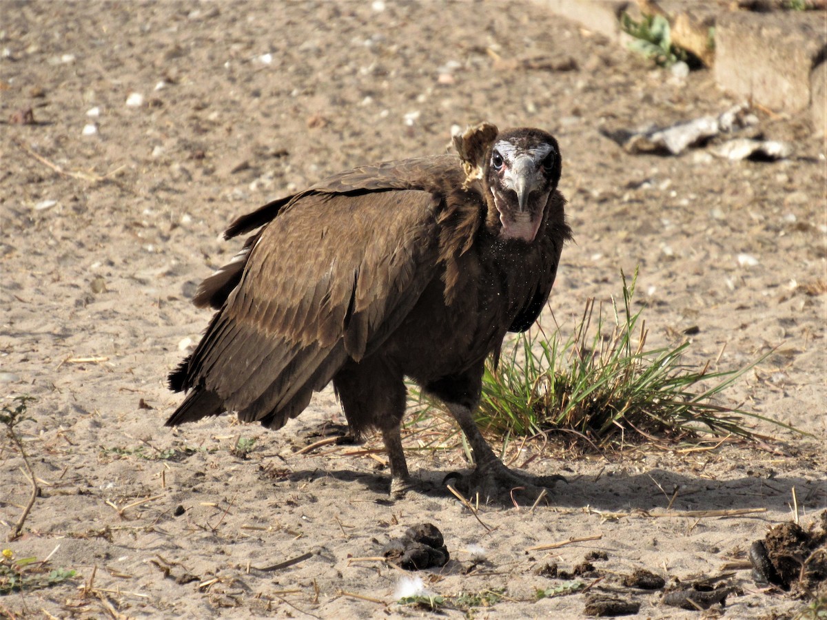 Hooded Vulture - ML221040991