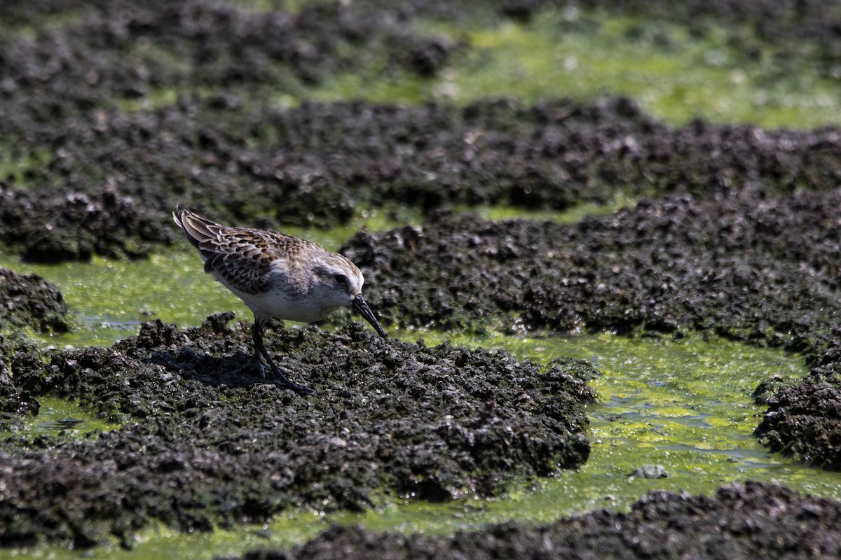 Western Sandpiper - ML221041541