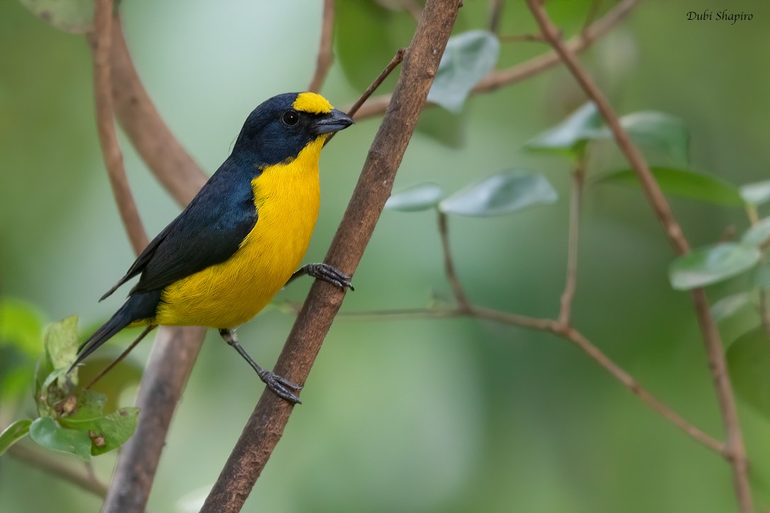 Yellow-throated Euphonia - ML221043181