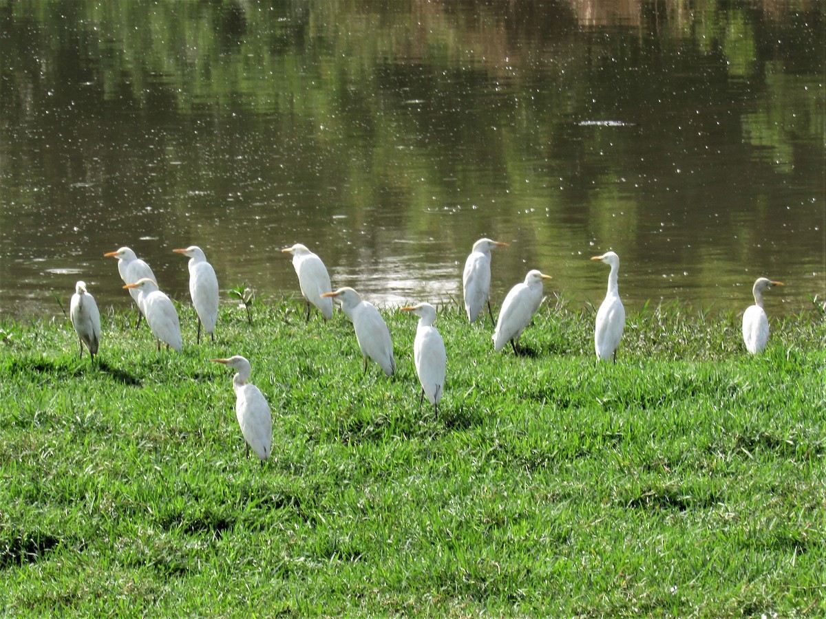 Western Cattle Egret - ML221043691