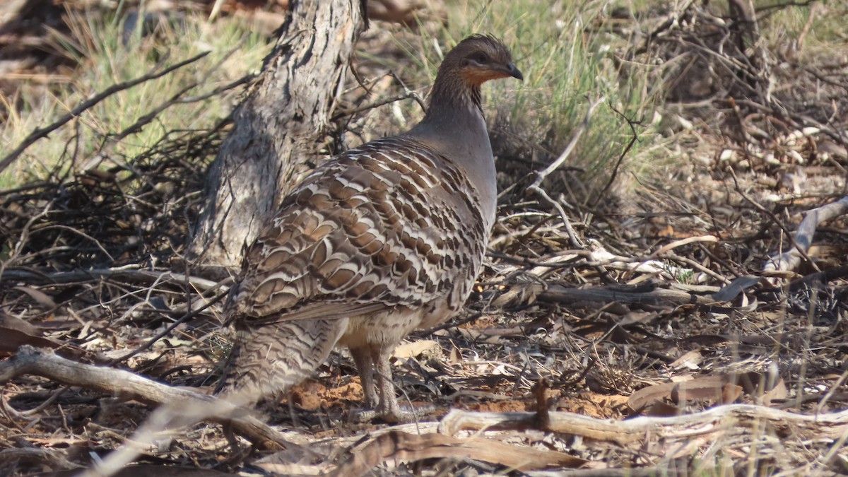 Malleefowl - ML221044621