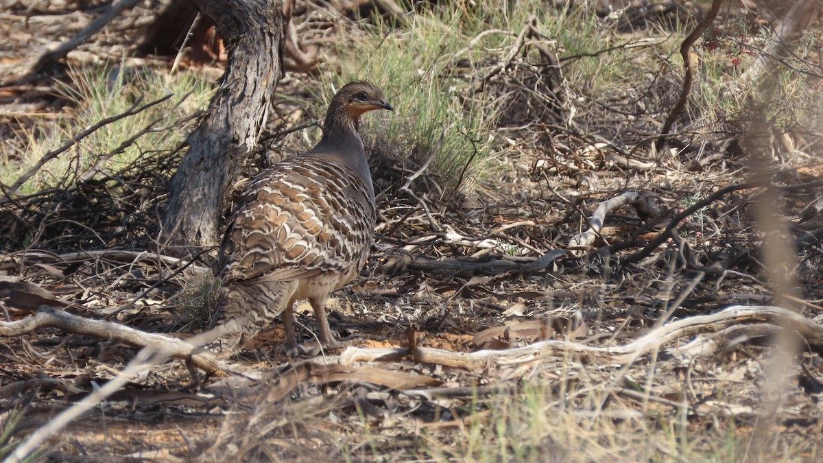 Malleefowl - ML221044801