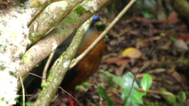 Sickle-winged Guan - ML221045001