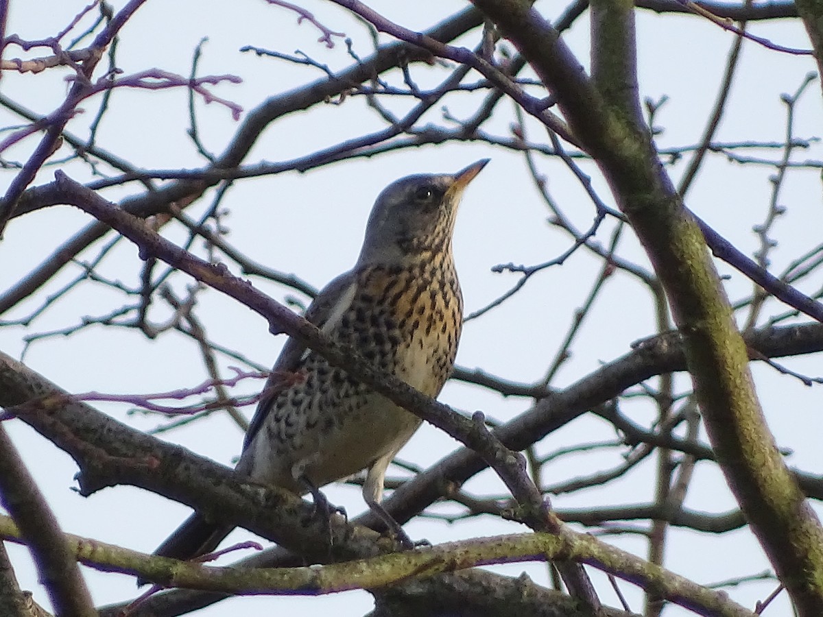 Fieldfare - ML22104521