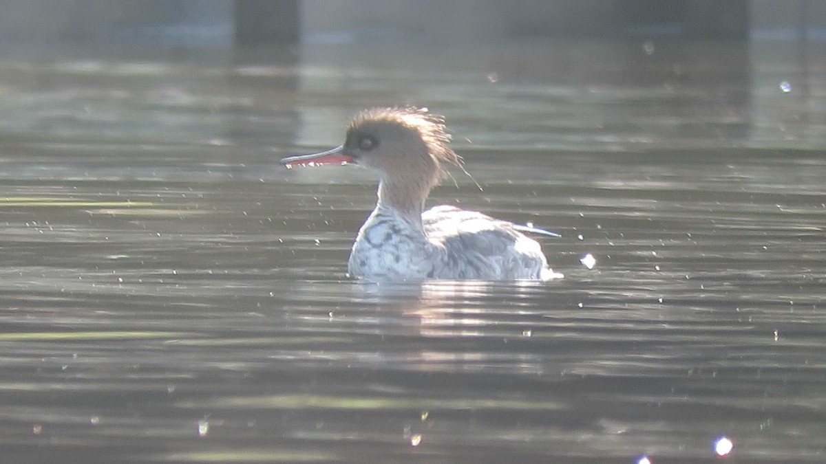 Red-breasted Merganser - ML221045331