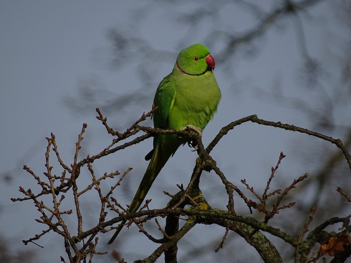 Rose-ringed Parakeet - ML22104541