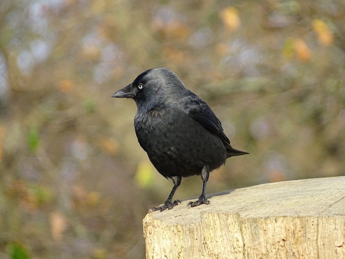 Eurasian Jackdaw - ML22104551
