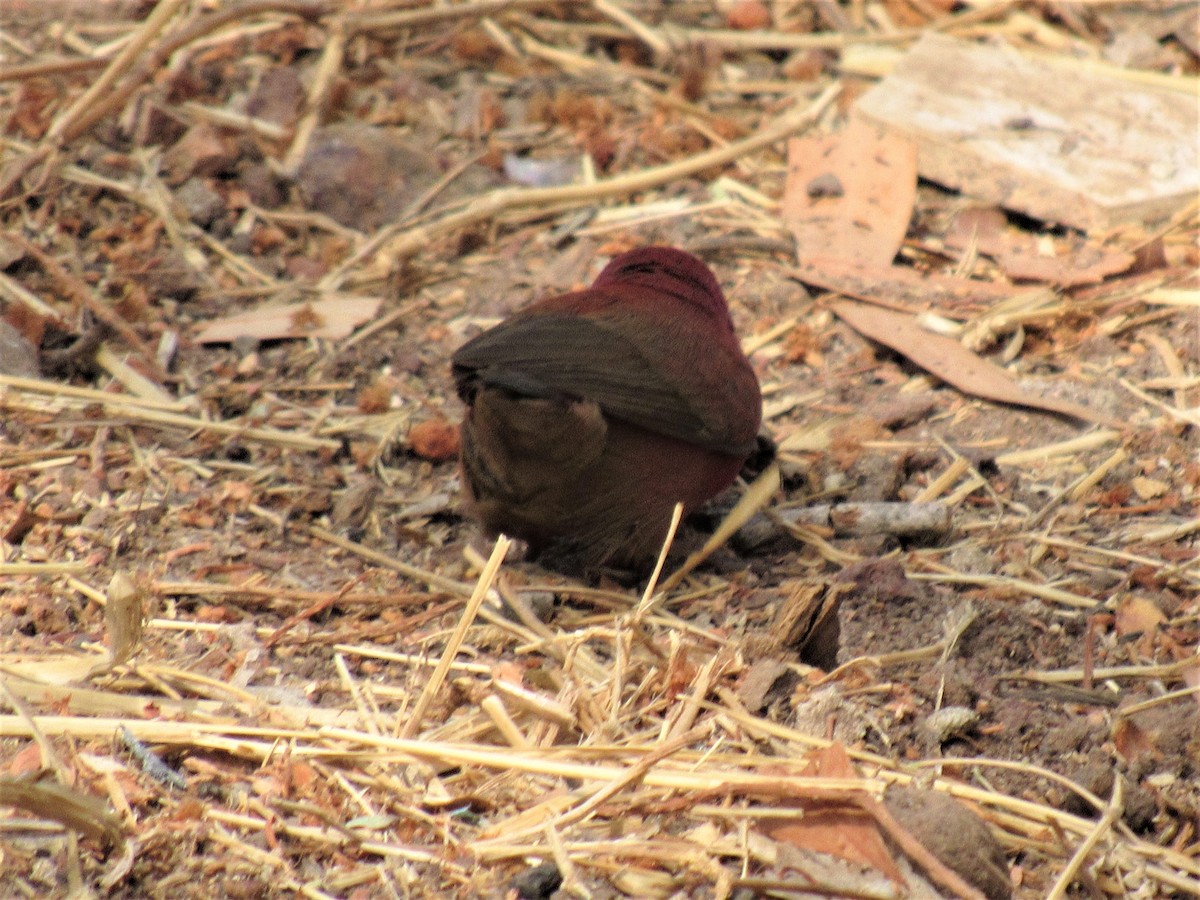 Red-billed Firefinch - ML221046391