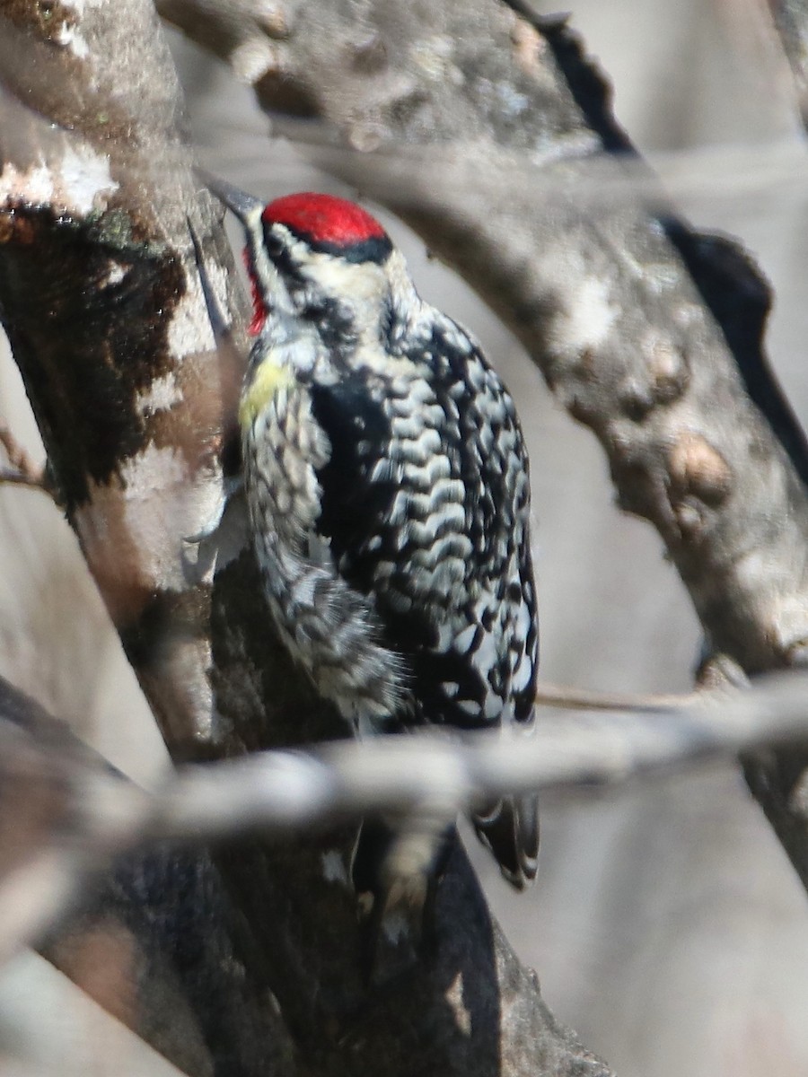 Yellow-bellied Sapsucker - ML221047801