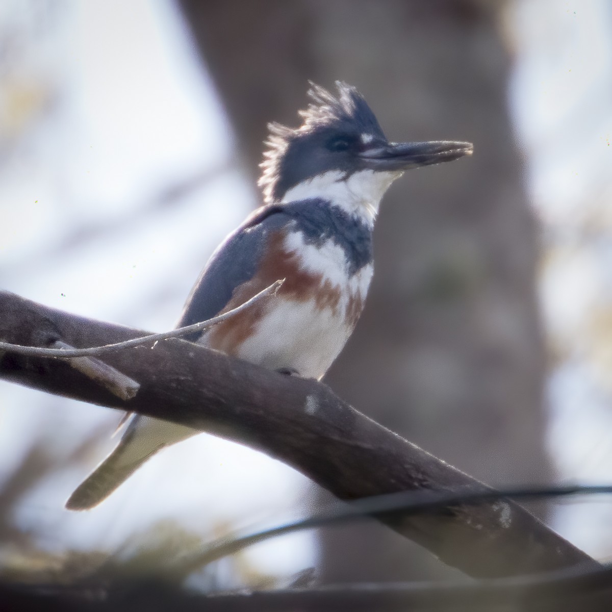 Belted Kingfisher - Meg Mittelstedt