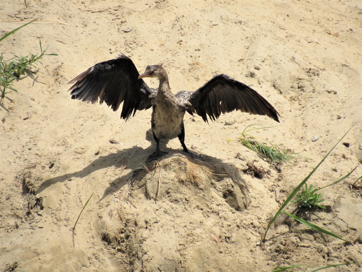Reed Cormorant - ML221050871