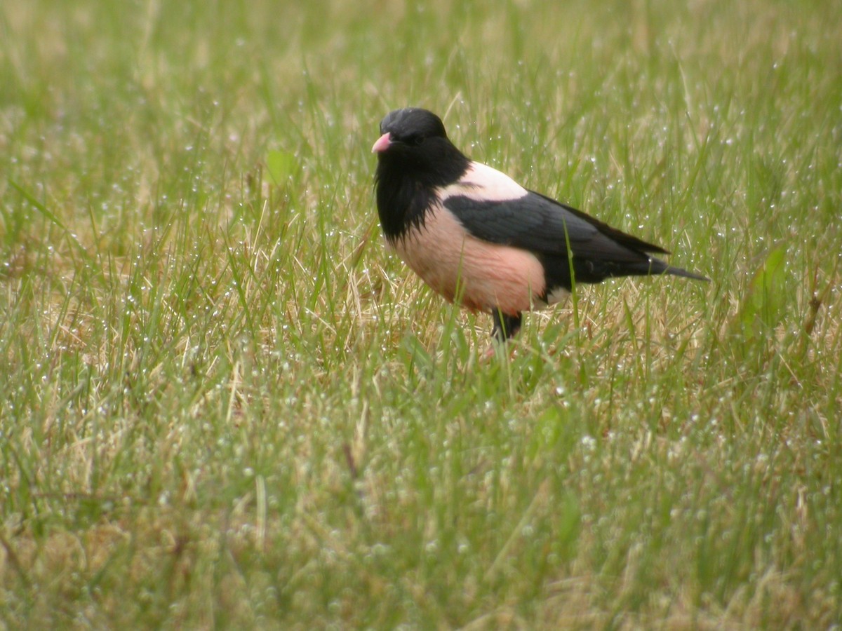 Rosy Starling - ML221051121