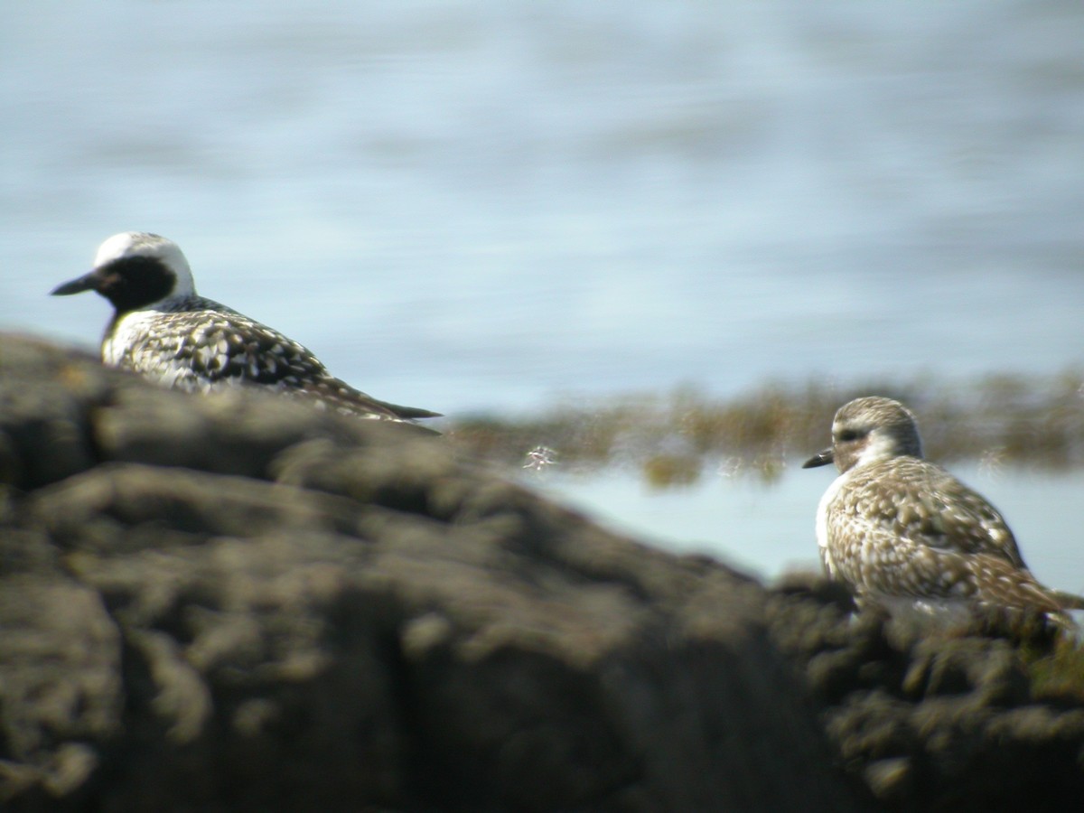 Black-bellied Plover - ML221052231