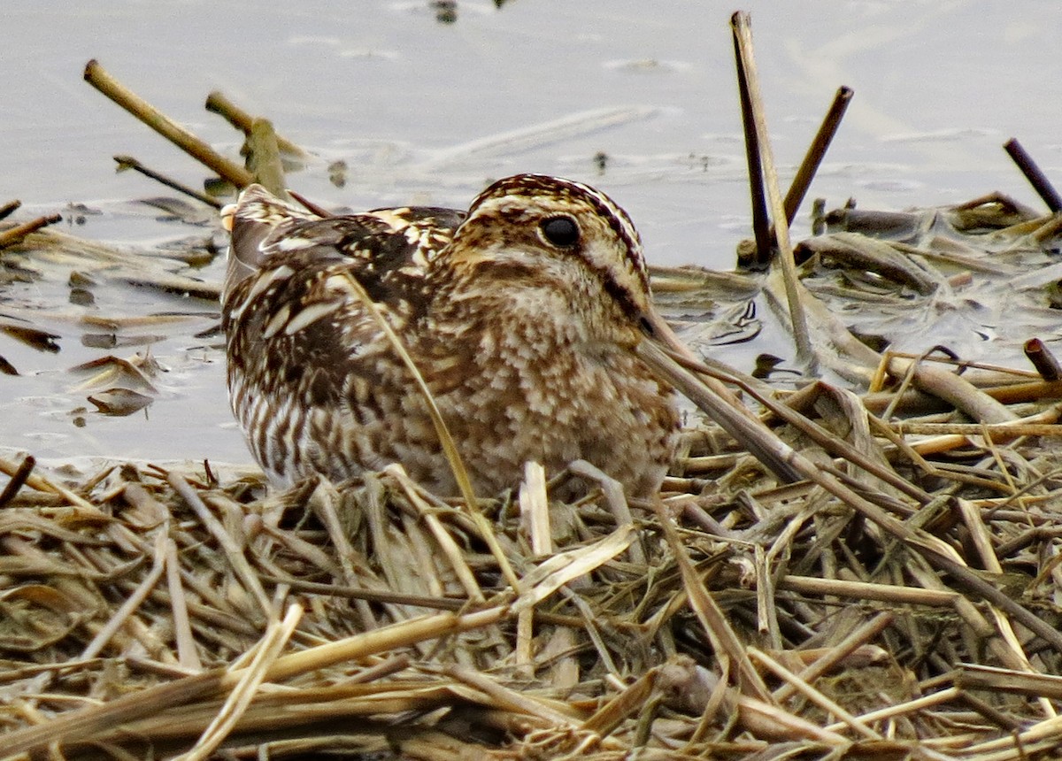 Wilson's Snipe - Don Gorney