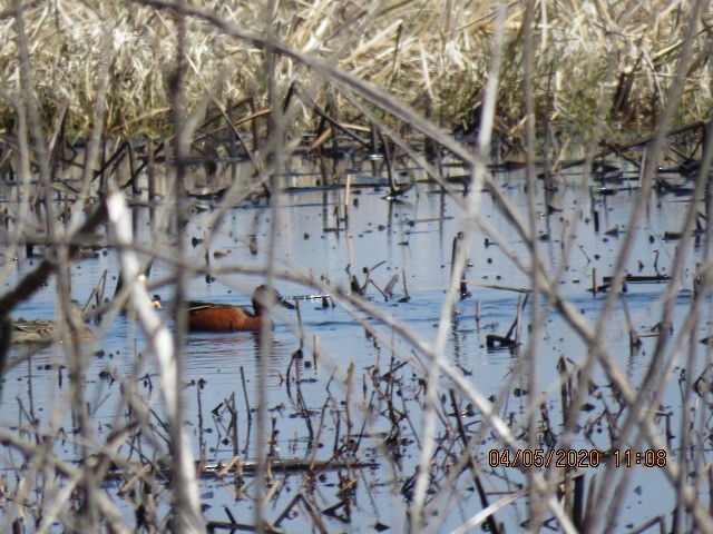 Cinnamon Teal - ML221053291