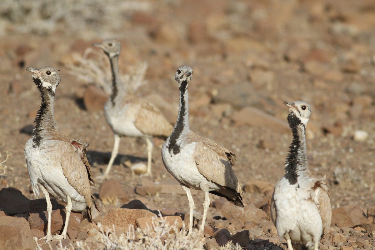 Rüppell's Bustard - ML22105491