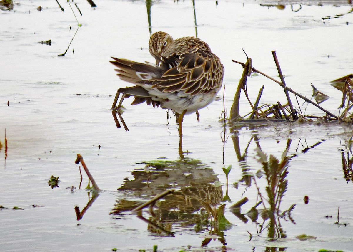 Pectoral Sandpiper - Don Gorney