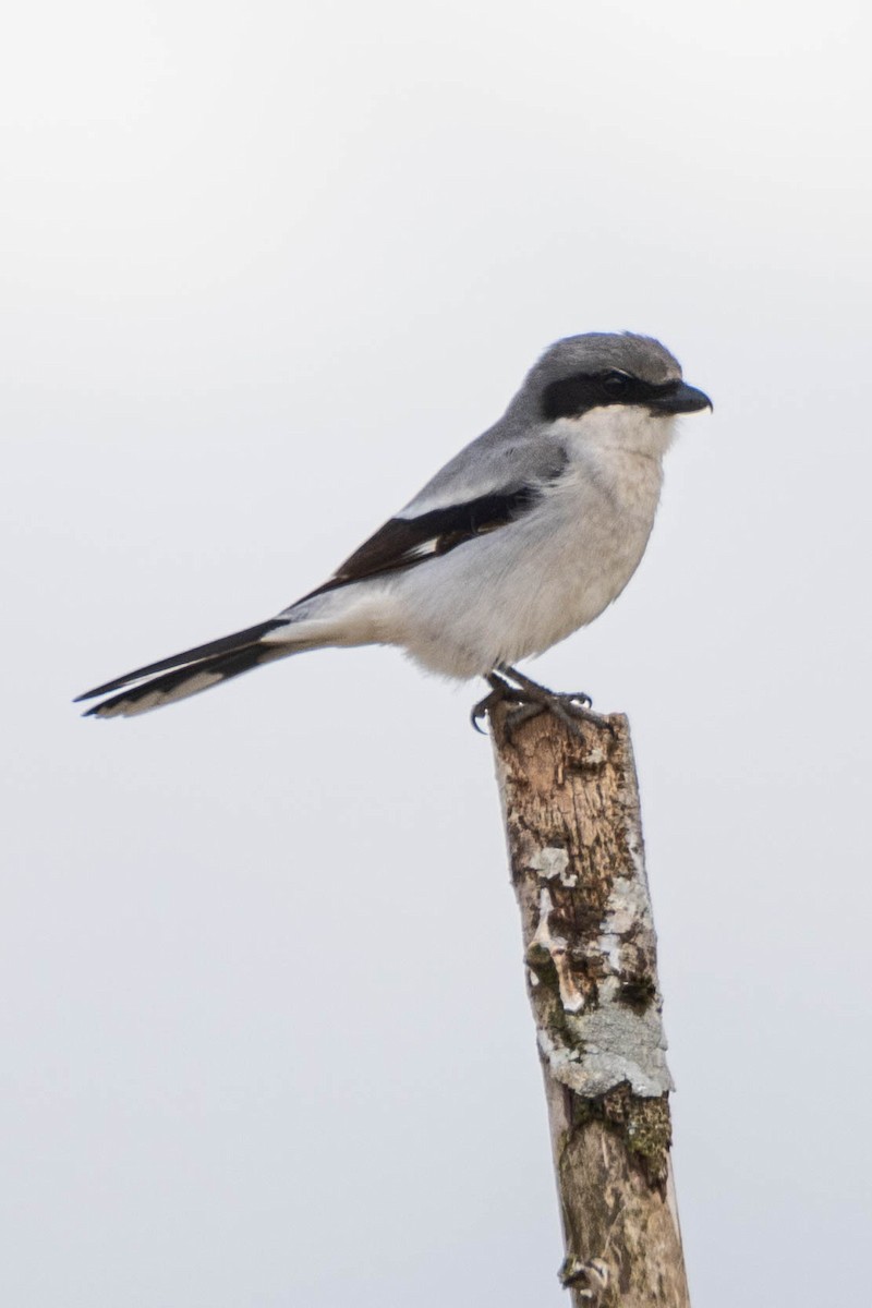 Loggerhead Shrike - ML221056391