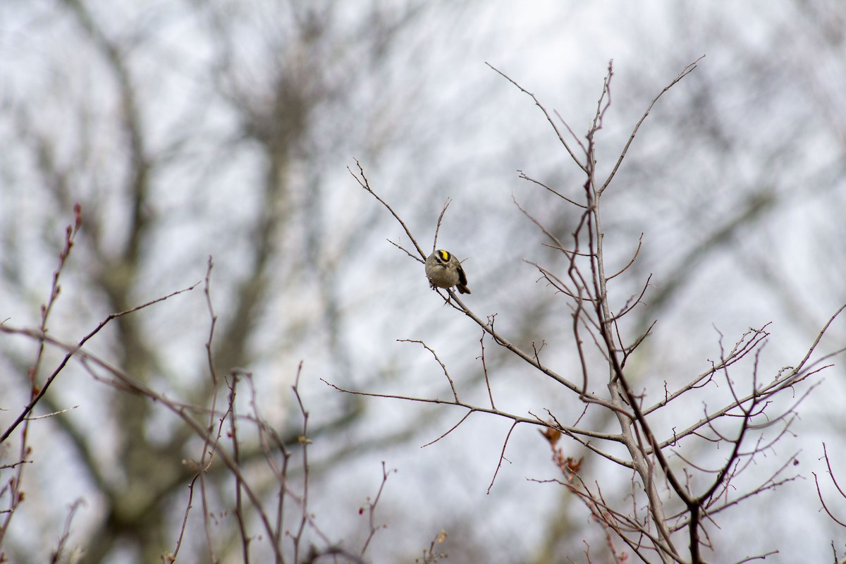 Golden-crowned Kinglet - ML221056631