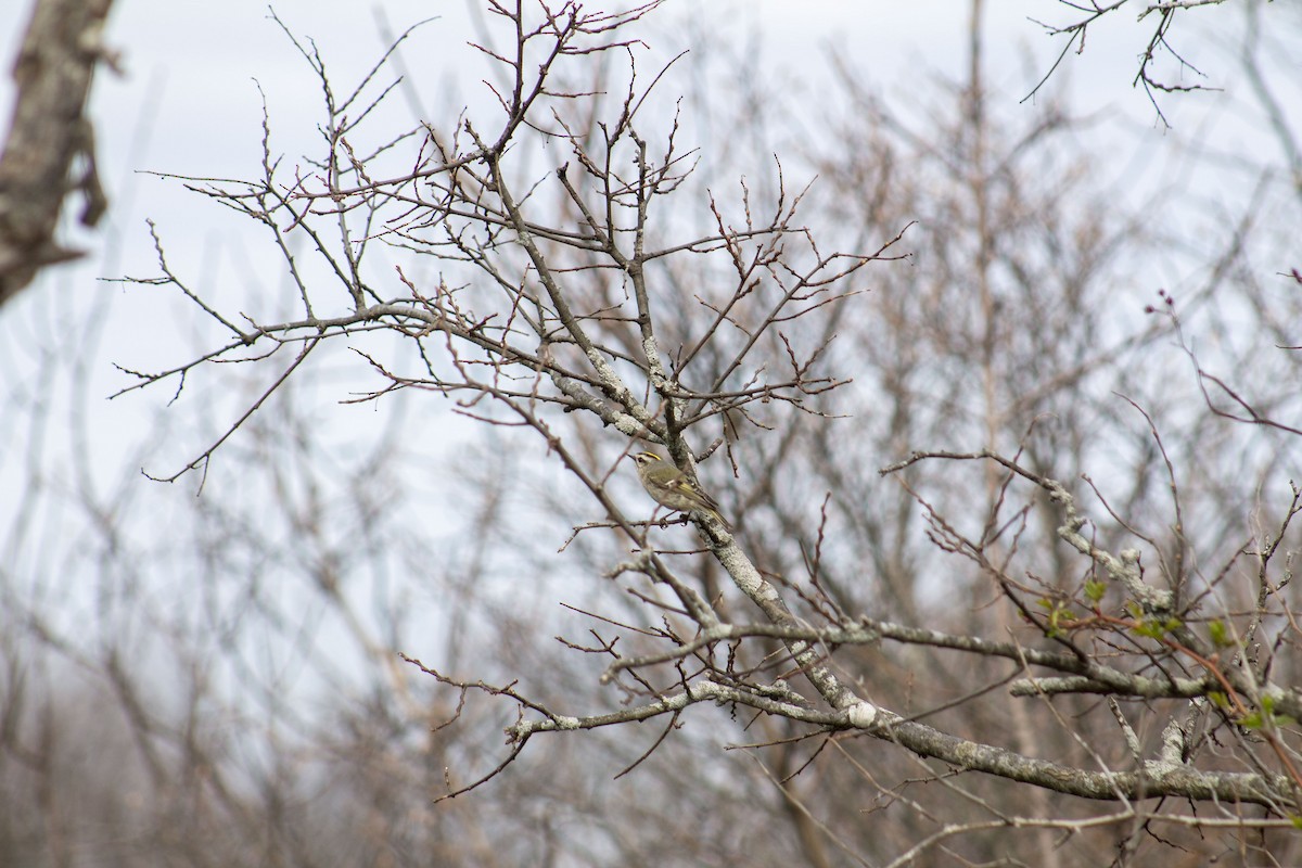 Golden-crowned Kinglet - Conor Gearin