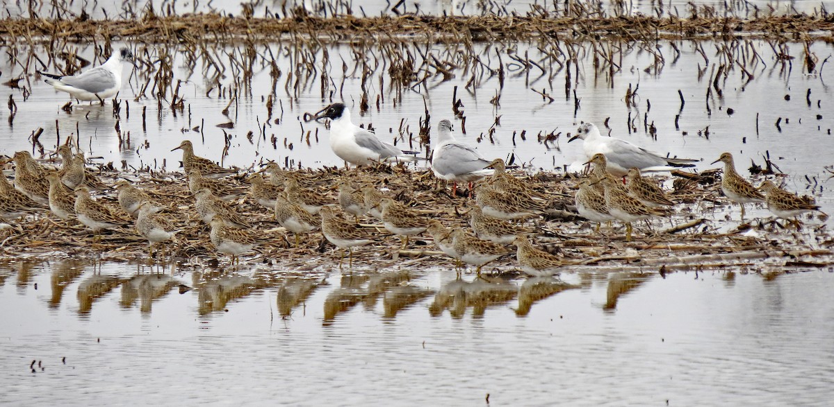 Pectoral Sandpiper - Don Gorney