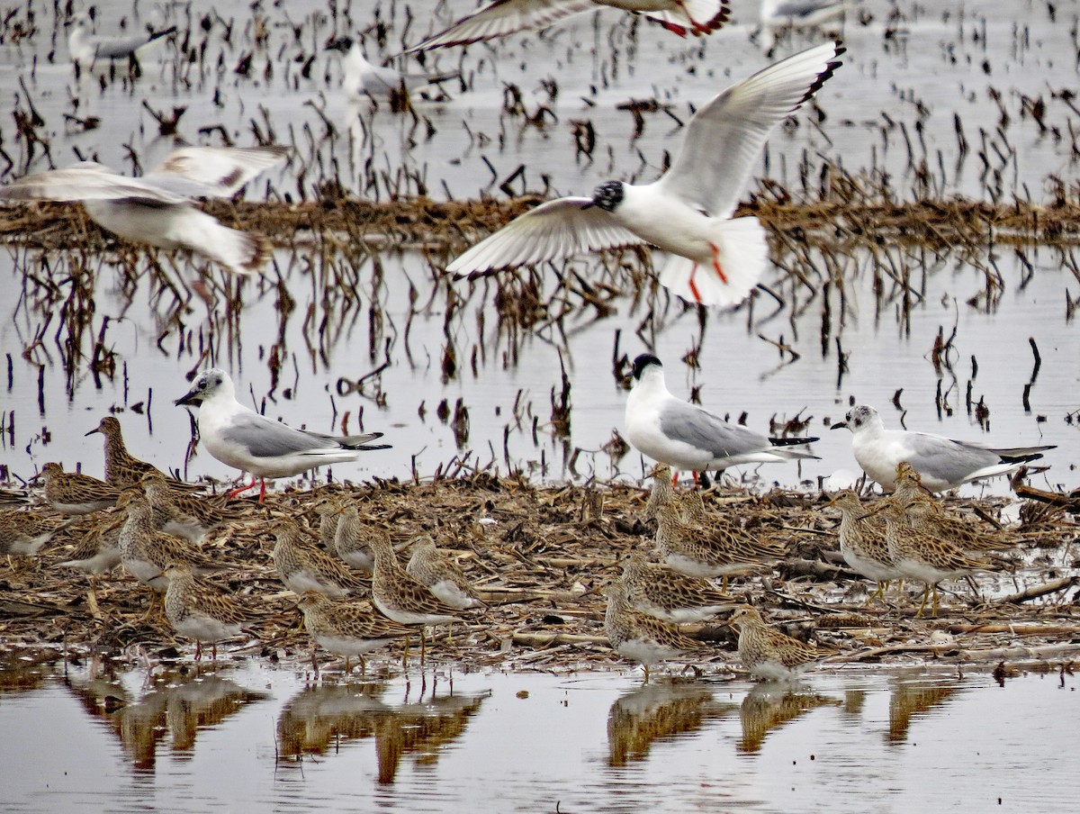 Graubrust-Strandläufer - ML221056821