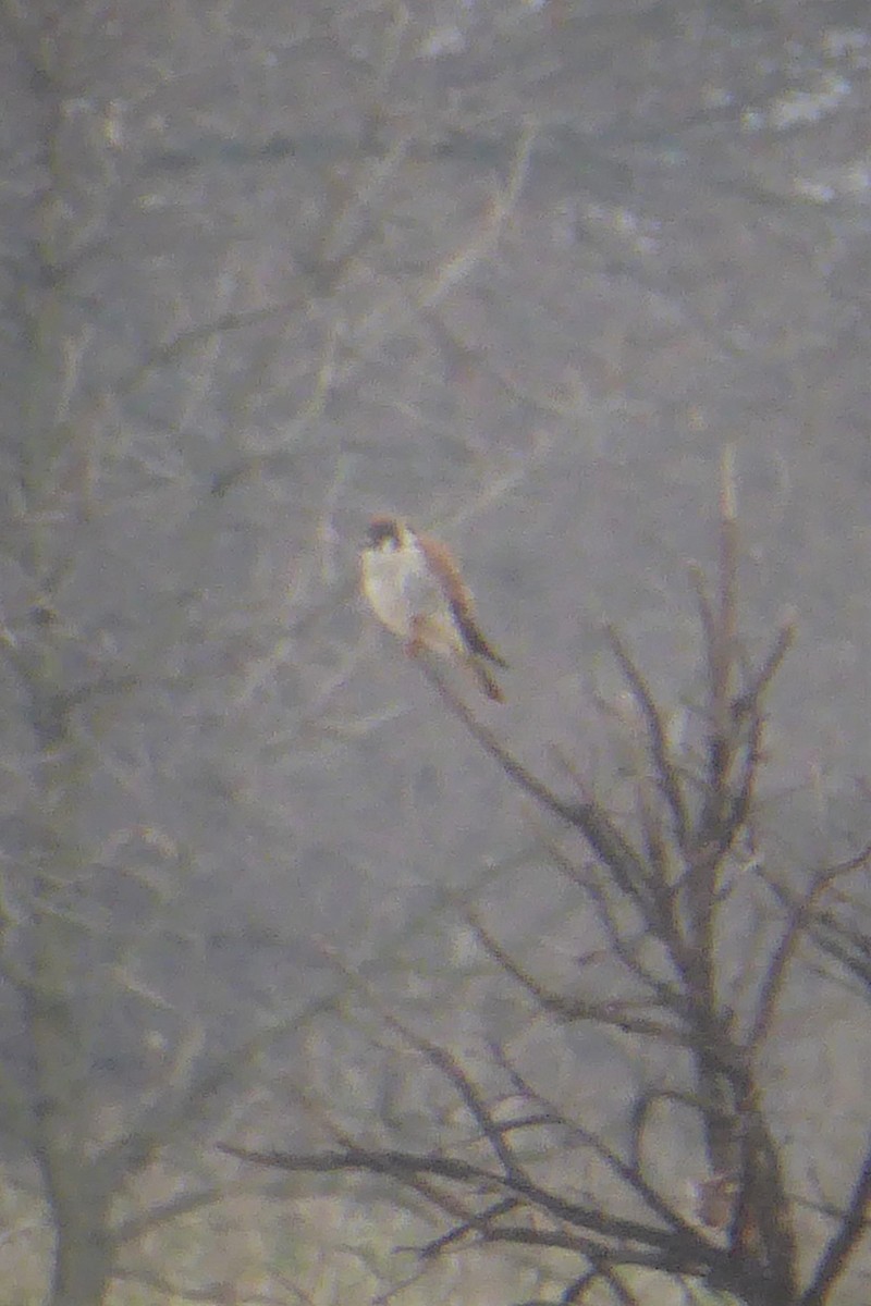 American Kestrel - ML221056841