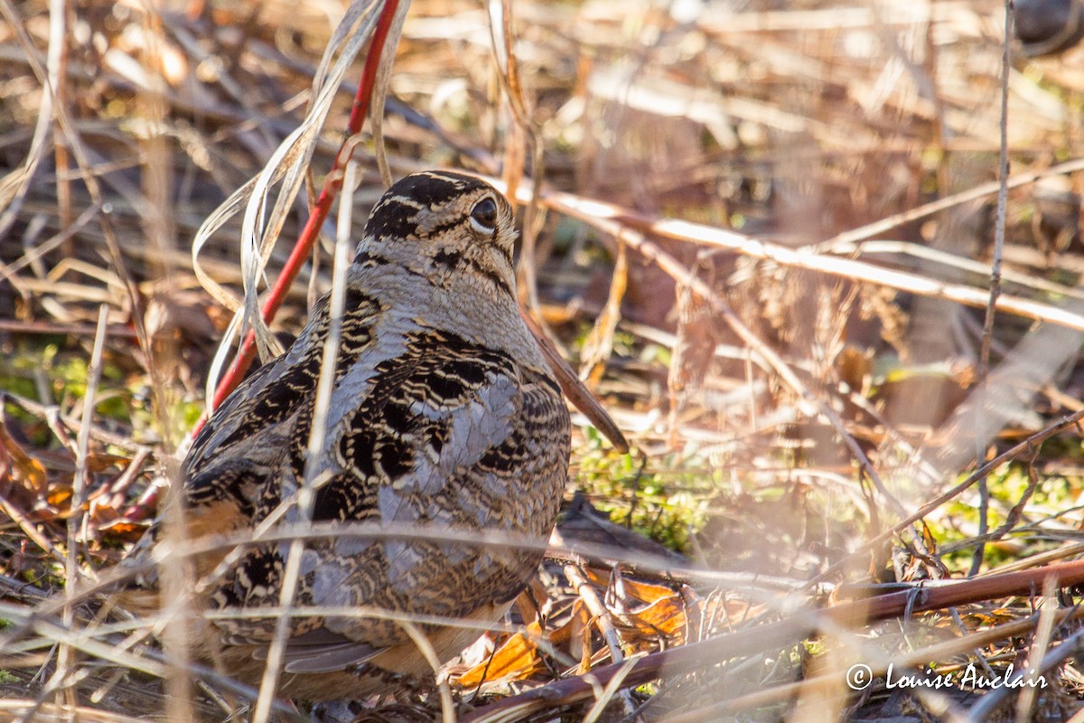 American Woodcock - ML221057191