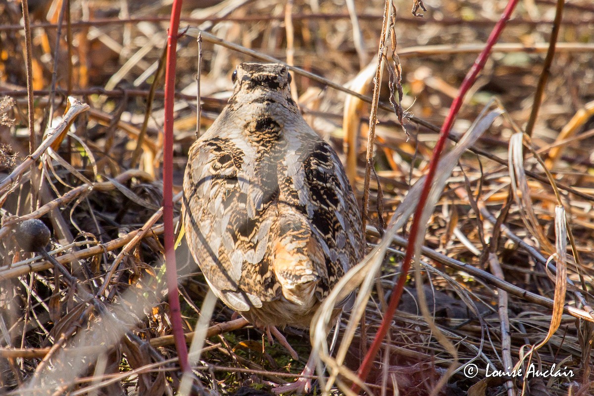 American Woodcock - ML221057201