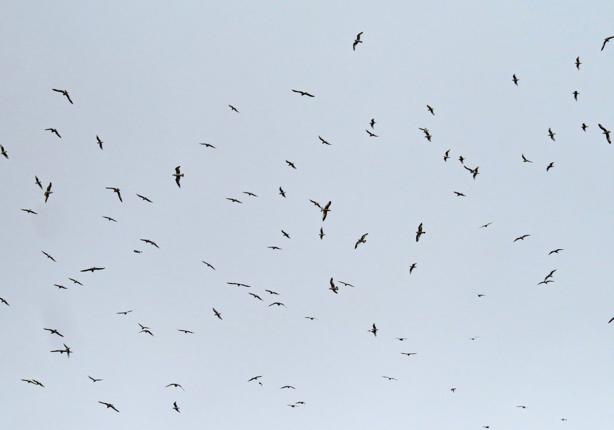 Ring-billed Gull - ML221057801