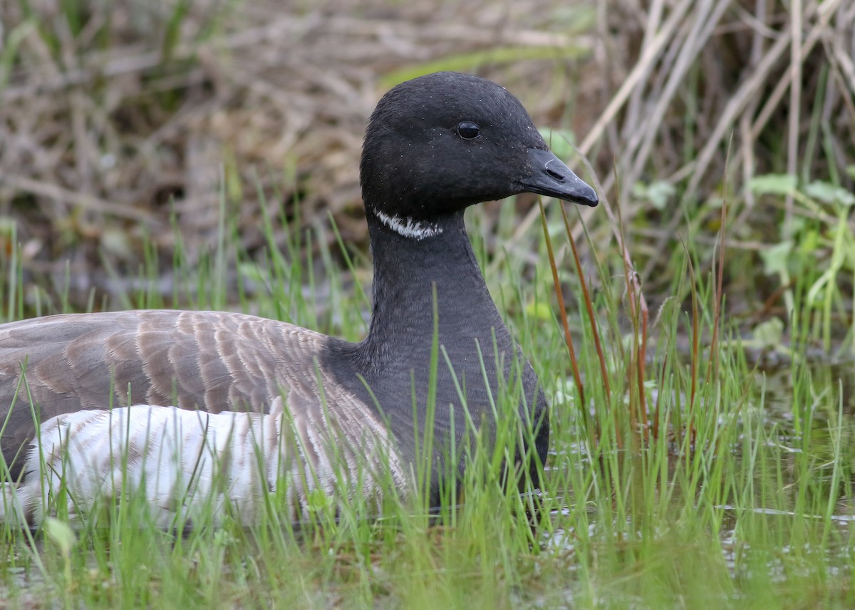 Brant (Atlantic) - Alex Wiebe