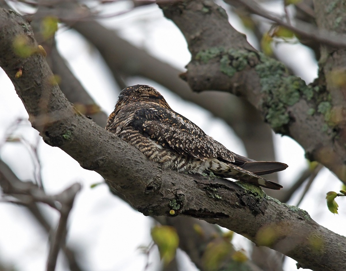 Common Nighthawk - ML221059881