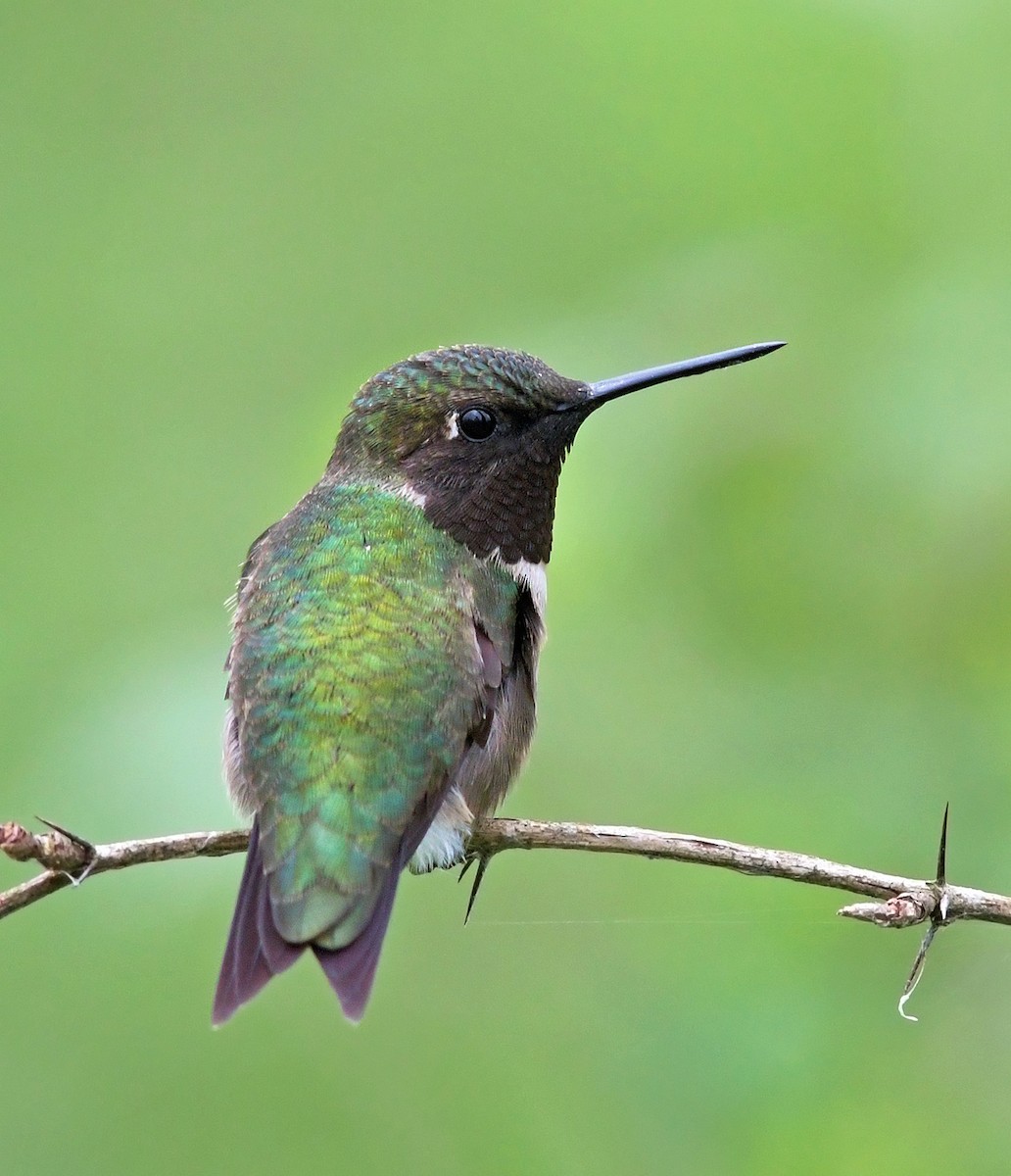 Colibri à gorge rubis - ML221059931