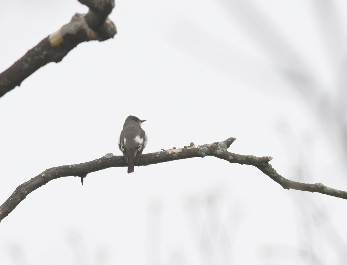 Olive-sided Flycatcher - ML221059991