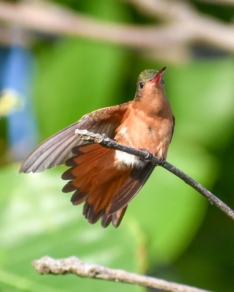 Cinnamon Hummingbird - Marlyn Cruz